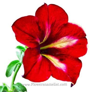 petunia red and white
