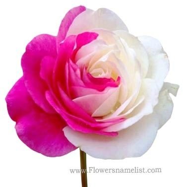 pink & white rose