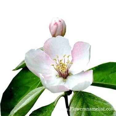 quince flower white
