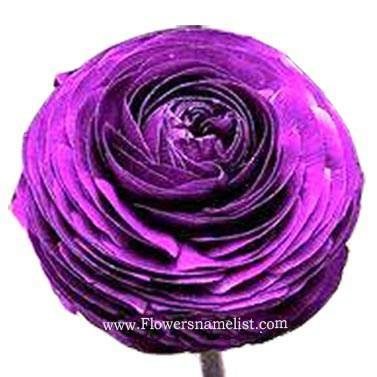 ranunculus purple
