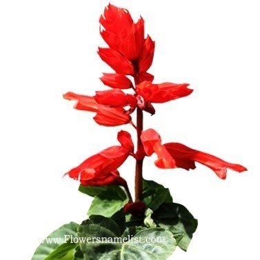 scarlet-sage-flower