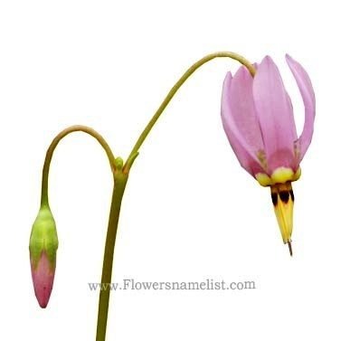 shooting_star Dodecatheon_meadia_flower