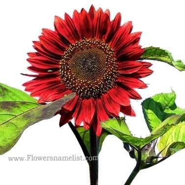 sunflower red