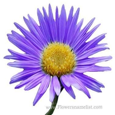 tansy aster