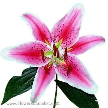 tiger-lily-pink flower