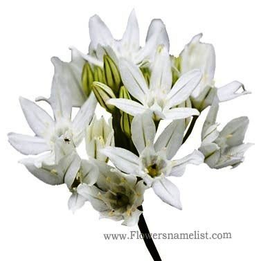 triteleia hyacinthina