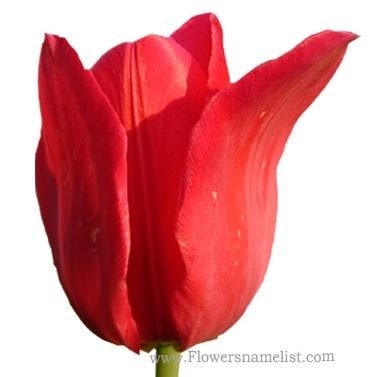 tulip-red