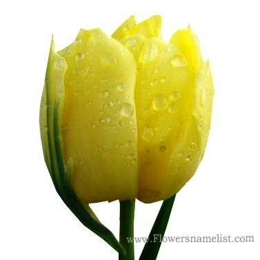 tulip yellow
