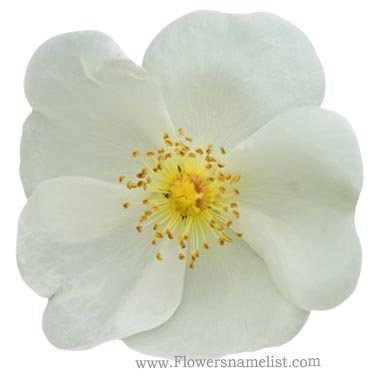 white Wild Rose