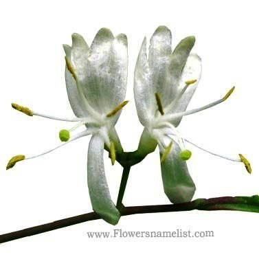 xylosteum-Lonicera