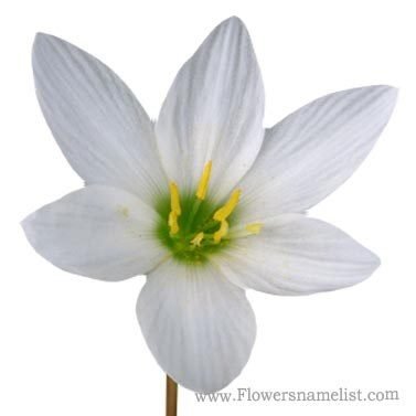 zephyranthes candida green