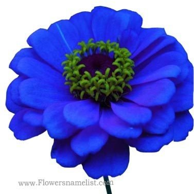 zinnia blue flower