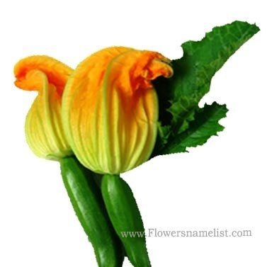 zucchini-male-flower
